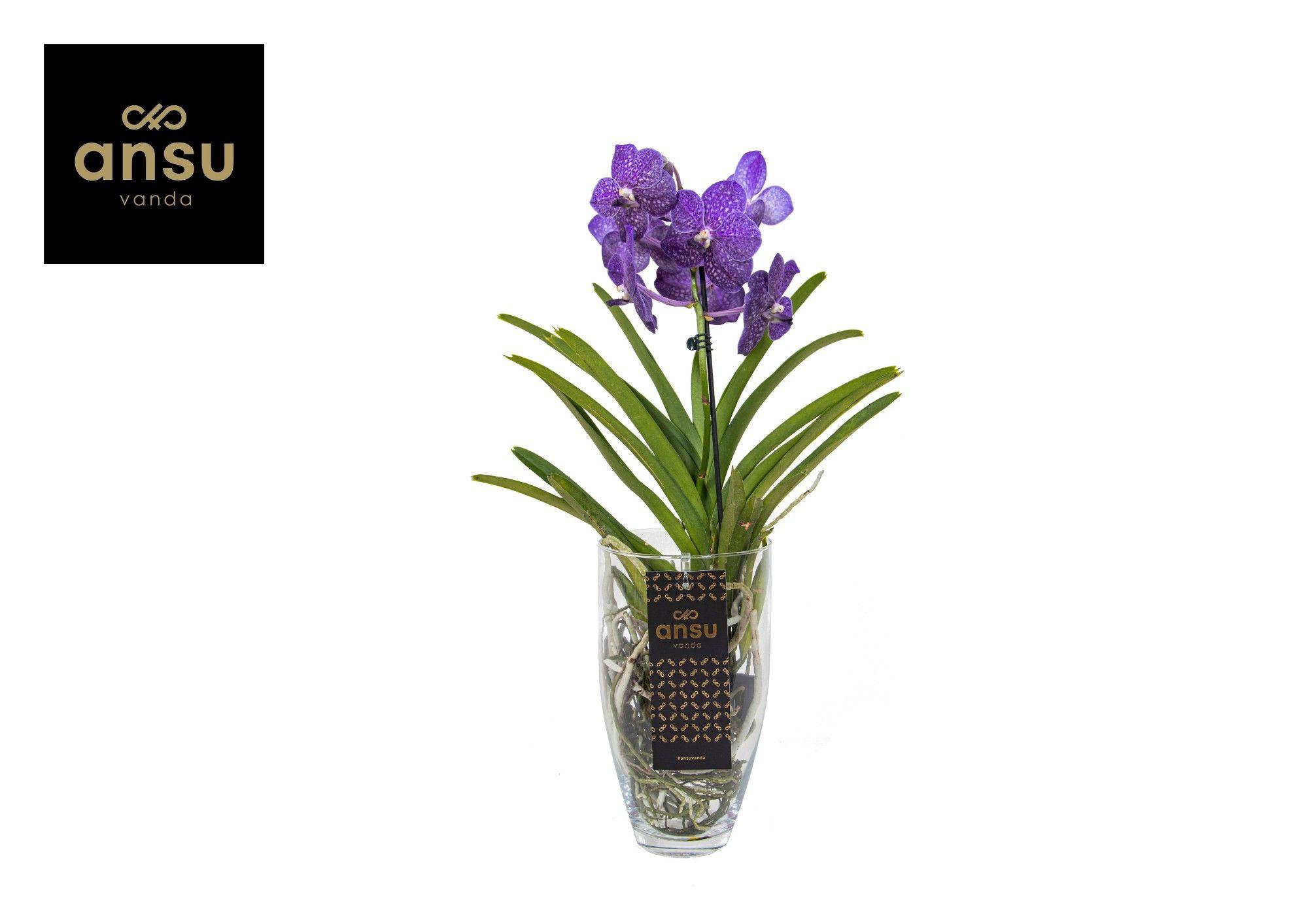 Горшечные цветы и растения оптом Vanda Charlotte Purple от 4шт из Голландии с доставкой по России Горшечные цветы и растения оптом Vanda Charlotte Purple от 4шт из Голландии с доставкой по России