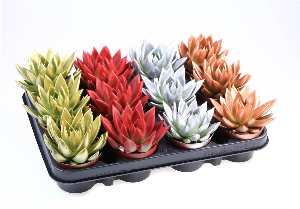 Горшечные цветы и растения оптом Echevieria Rainbow Kerstmix Ke 8002 от 11шт (для телеги) из Голландии с доставкой по России