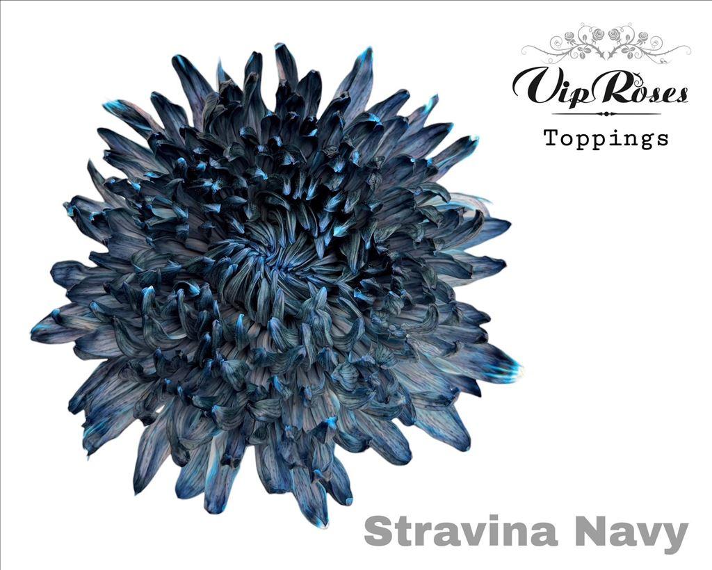 Срезанные цветы оптом Chrys bl paint stravina navy от 20шт из Голландии с доставкой по России