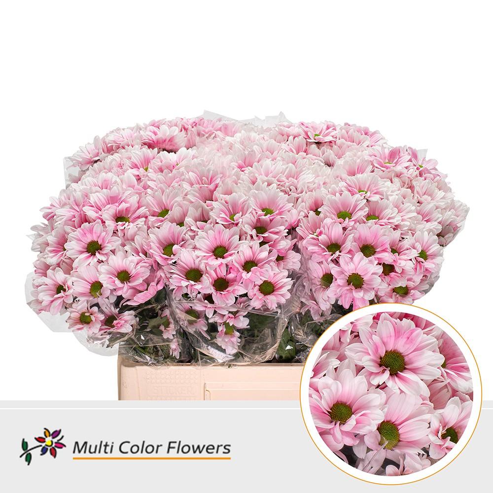 Срезанные цветы оптом Chrys sp paint kennedy soft pink от 40шт из Голландии с доставкой по России