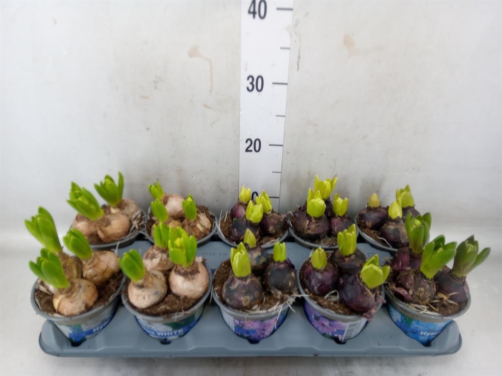 Горшечные цветы и растения оптом Hyacinthus Mix 3pp от 10шт' из Голландии с доставкой по России