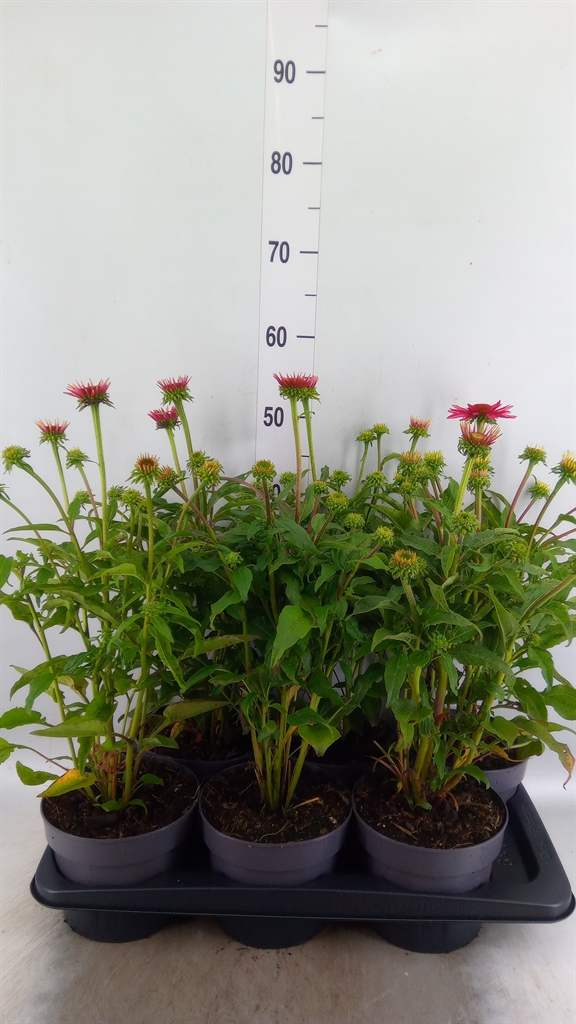 Горшечные цветы и растения оптом Echinacea   ... от 6шт из Голландии с доставкой по России