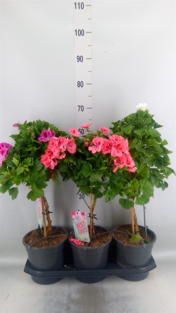 Горшечные цветы и растения оптом Pelargonium Gran.   ..mix от 3шт из Голландии с доставкой по России