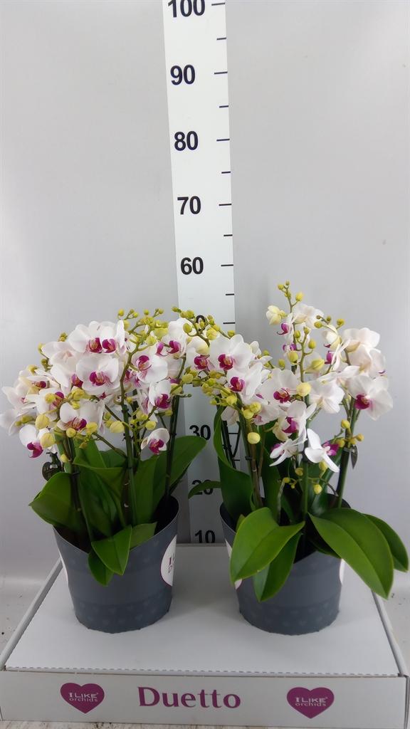 Горшечные цветы и растения оптом Phalaenopsis Multi. fc Safe Haven от 2шт из Голландии с доставкой по России
