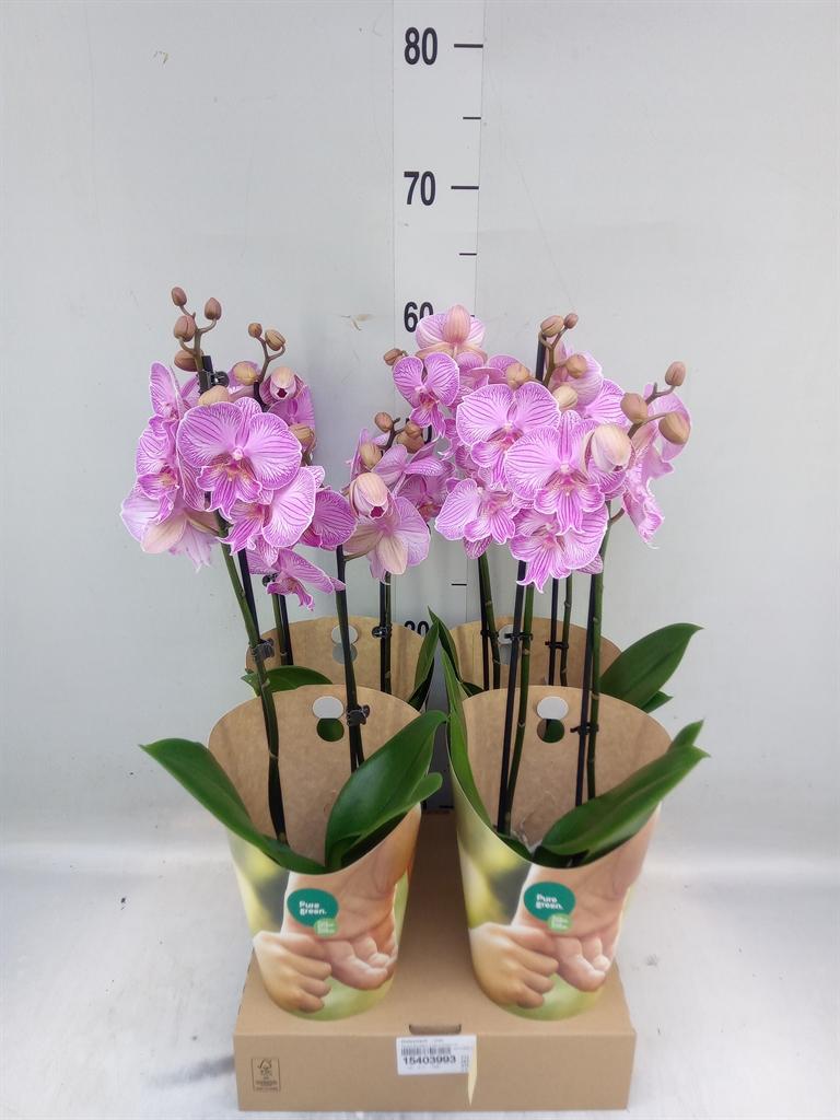 Горшечные цветы и растения оптом Phalaenopsis   ...rose от 4шт' из Голландии с доставкой по России