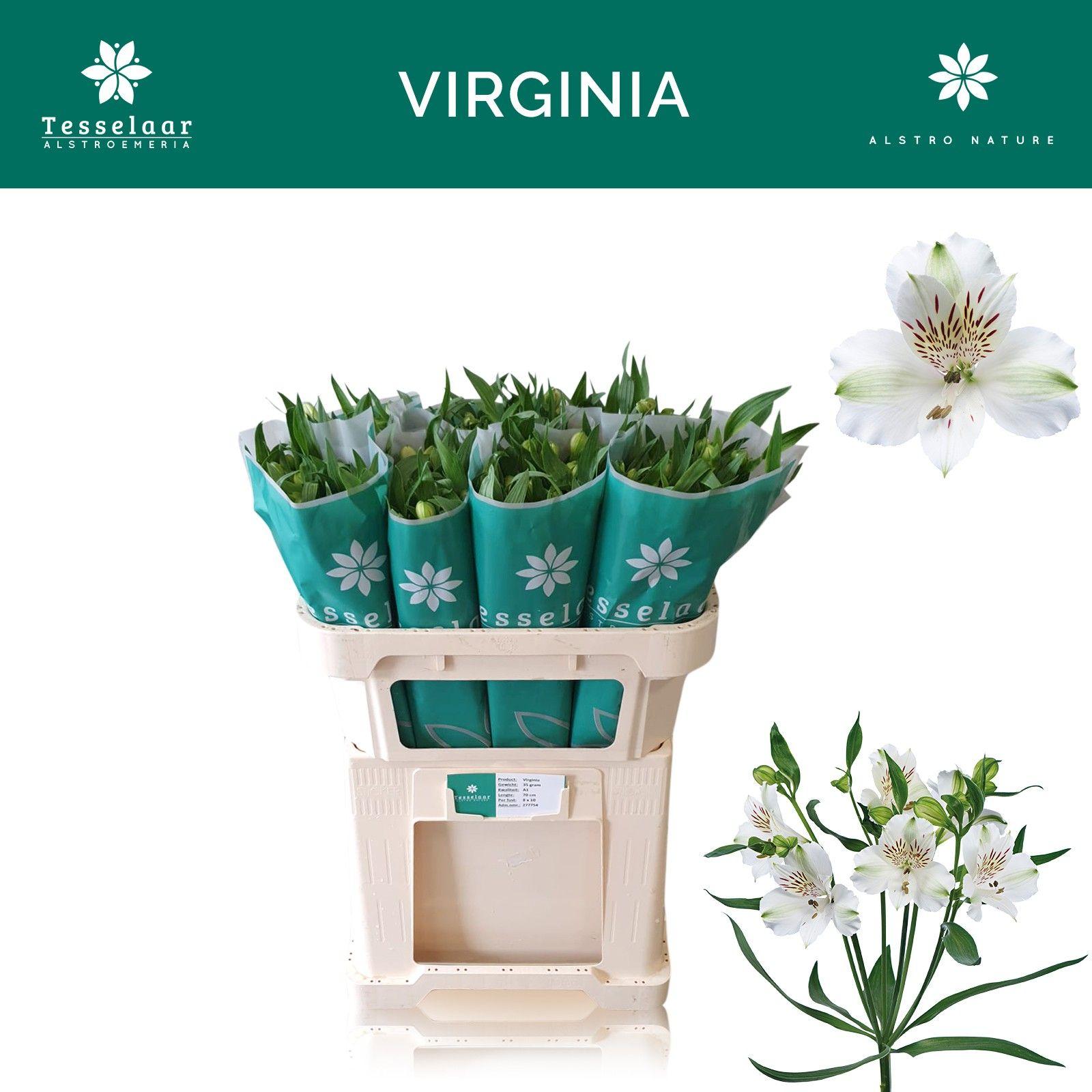 Срезанные цветы оптом Alstroemeria virginia от 80шт из Голландии с доставкой по России Срезанные цветы оптом Alstroemeria virginia от 80шт из Голландии с доставкой по России