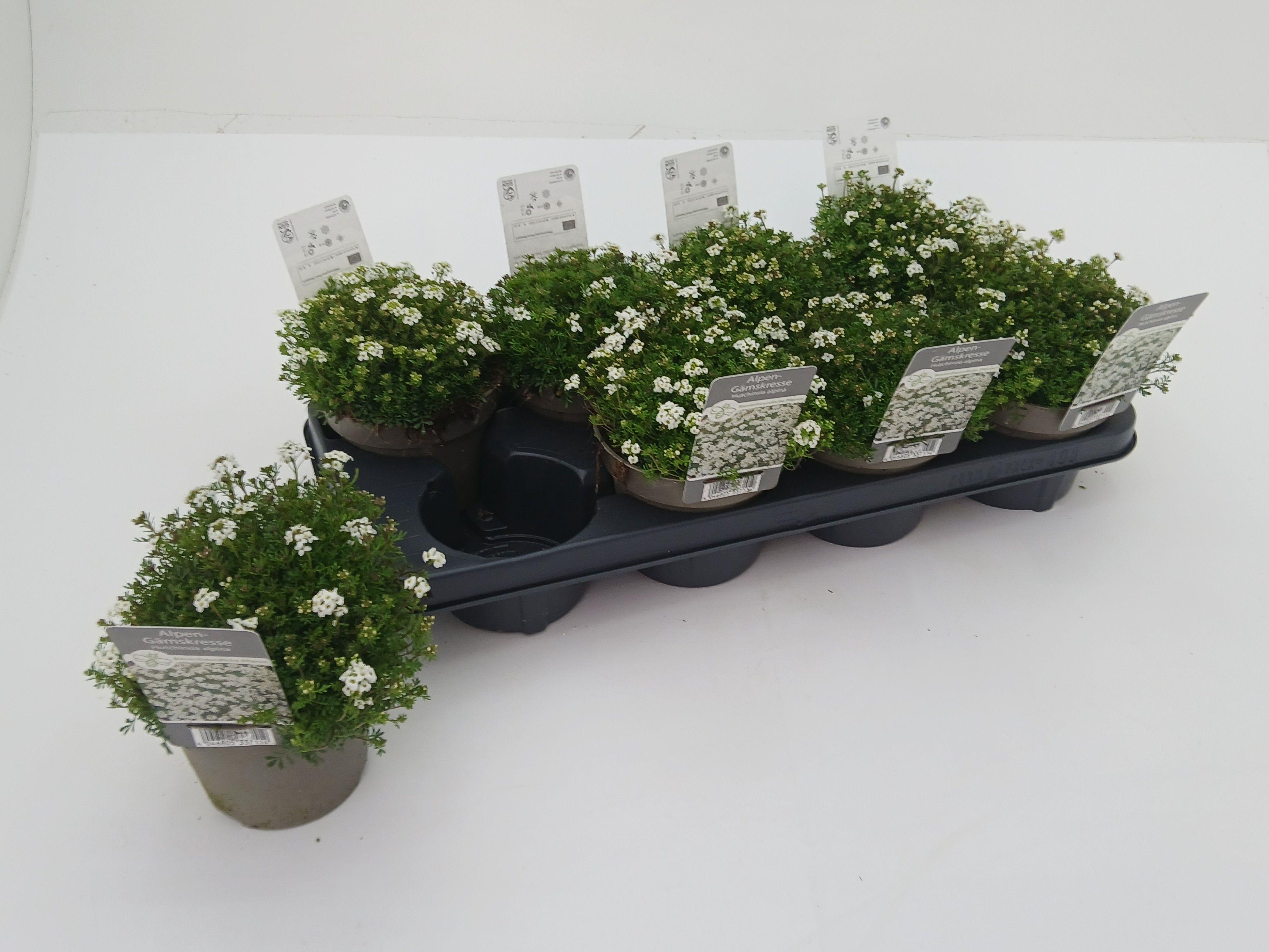 Горшечные цветы и растения оптом Hutchinsia Alpina от 8шт из Голландии с доставкой по России