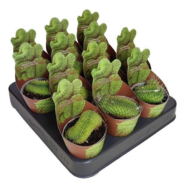 Горшечные цветы и растения оптом Mammillaria Spinosissima Un Pico Crestata Potcover от 12шт (для телеги) из Голландии с доставкой по России