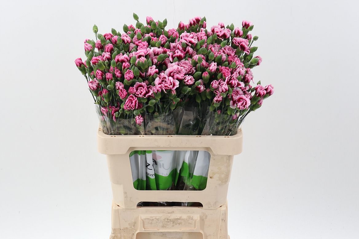 Срезанные цветы оптом Dianthus sp salsa от 100шт из Голландии с доставкой по России