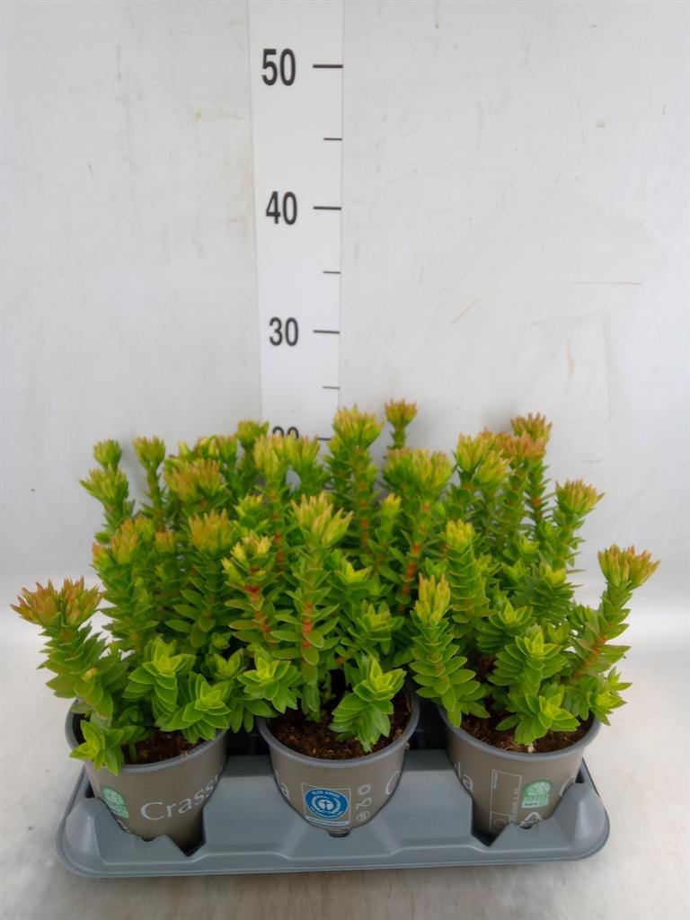 Горшечные цветы и растения оптом Crassula Coccinea от 6шт из Голландии с доставкой по России