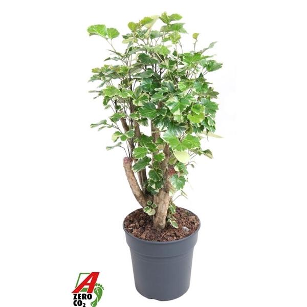 Горшечные цветы и растения оптом Polyscias Scutellaria Balfourii от 1шт из Голландии с доставкой по России