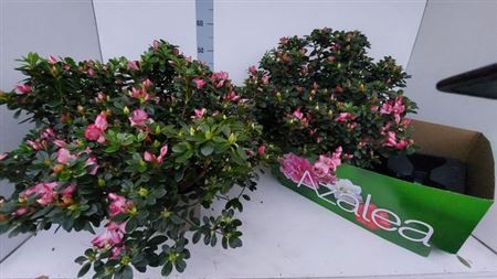 Горшечные цветы и растения оптом Rhodo Si Fluostern от 2шт из Голландии с доставкой по России