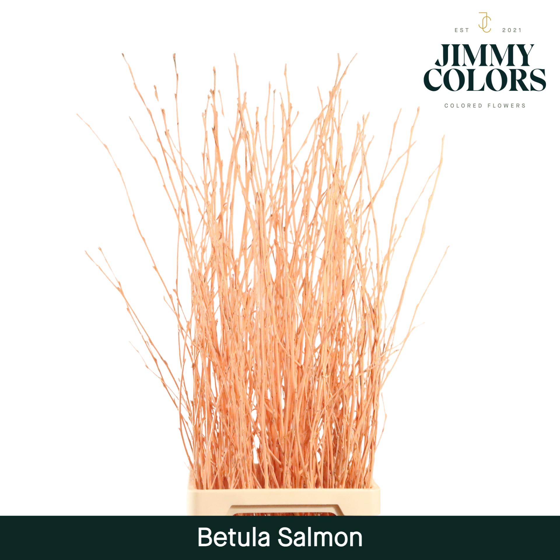 Срезанные цветы оптом Betula paint salmon от 10шт из Голландии с доставкой по России