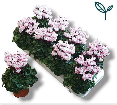 Горшечные цветы и растения оптом Cyclamen Premium Victoria White-pink от 8шт (для телеги) из Голландии с доставкой по России