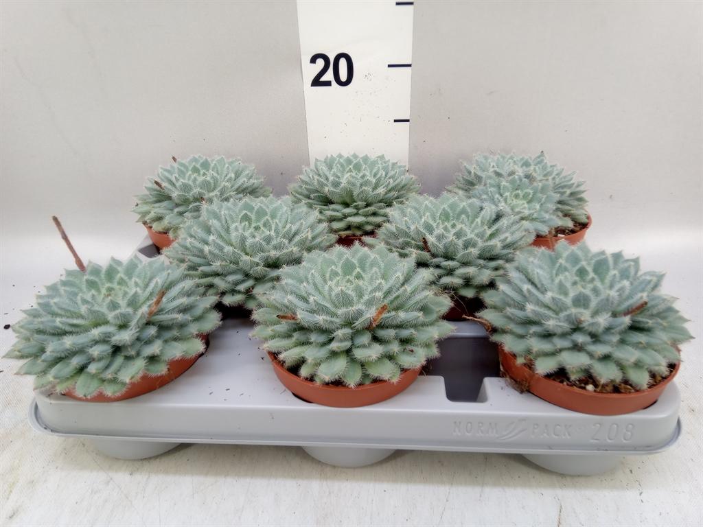 Горшечные цветы и растения оптом Echeveria Setosa от 8шт из Голландии с доставкой по России
