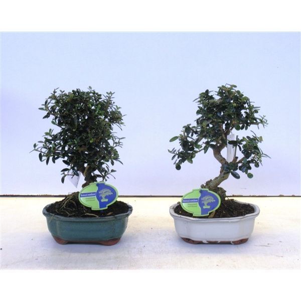 Горшечные цветы и растения оптом Bonsai Olea Sylvestris от 5шт из Голландии с доставкой по России