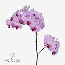 Срезанные цветы оптом Phalaenopsis shanghai (per stem) от 8шт. из Голландии с доставкой по России