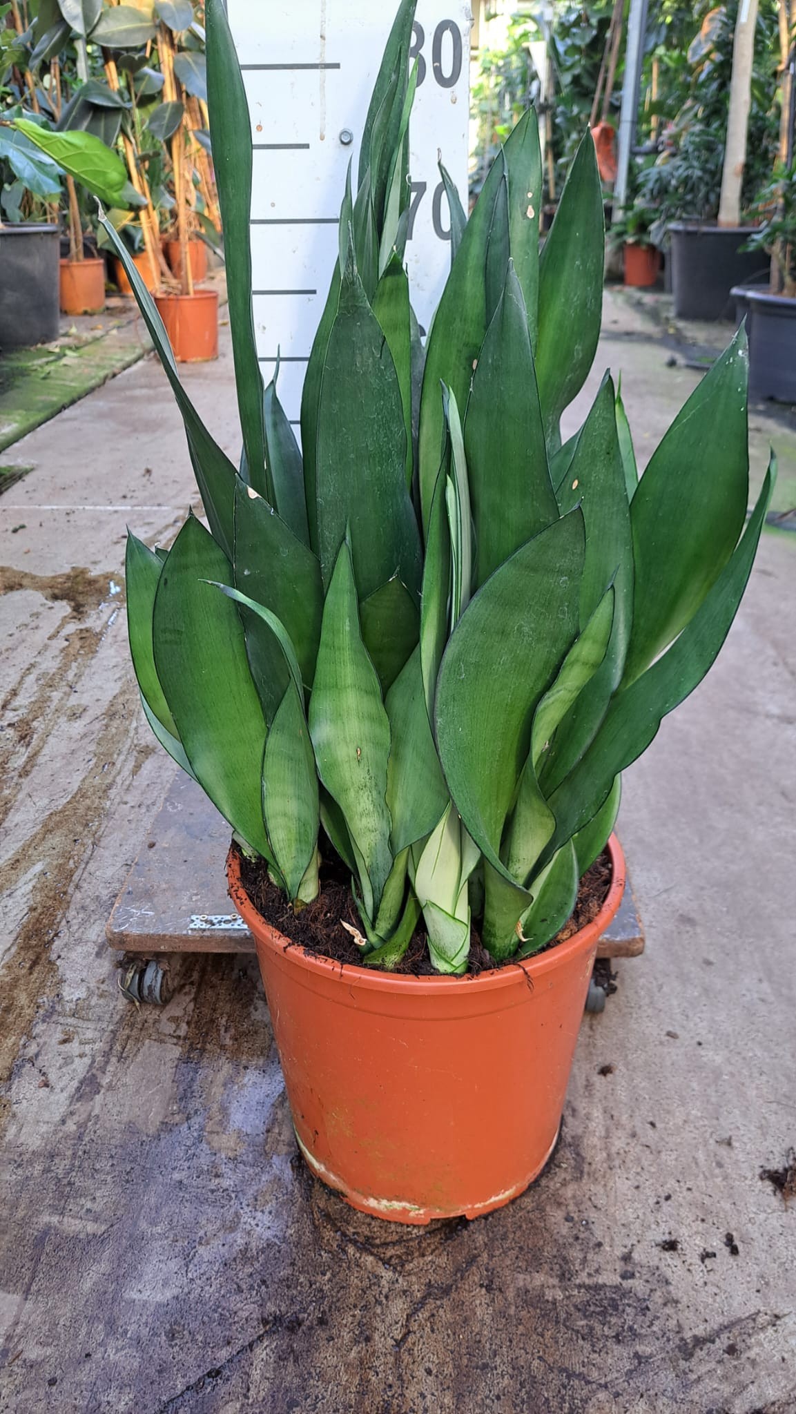 Горшечные цветы и растения оптом Sansevieria Moonshine от 1шт из Голландии с доставкой по России