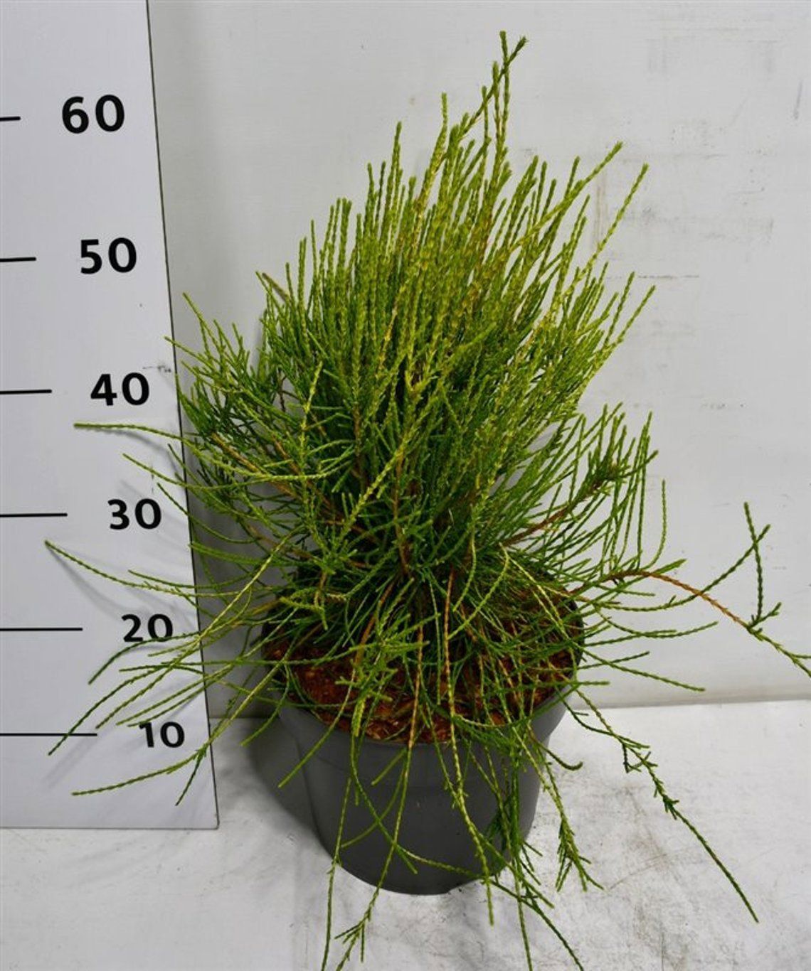 Горшечные цветы и растения оптом Thuya Or Franky Boy от 1шт из Голландии с доставкой по России