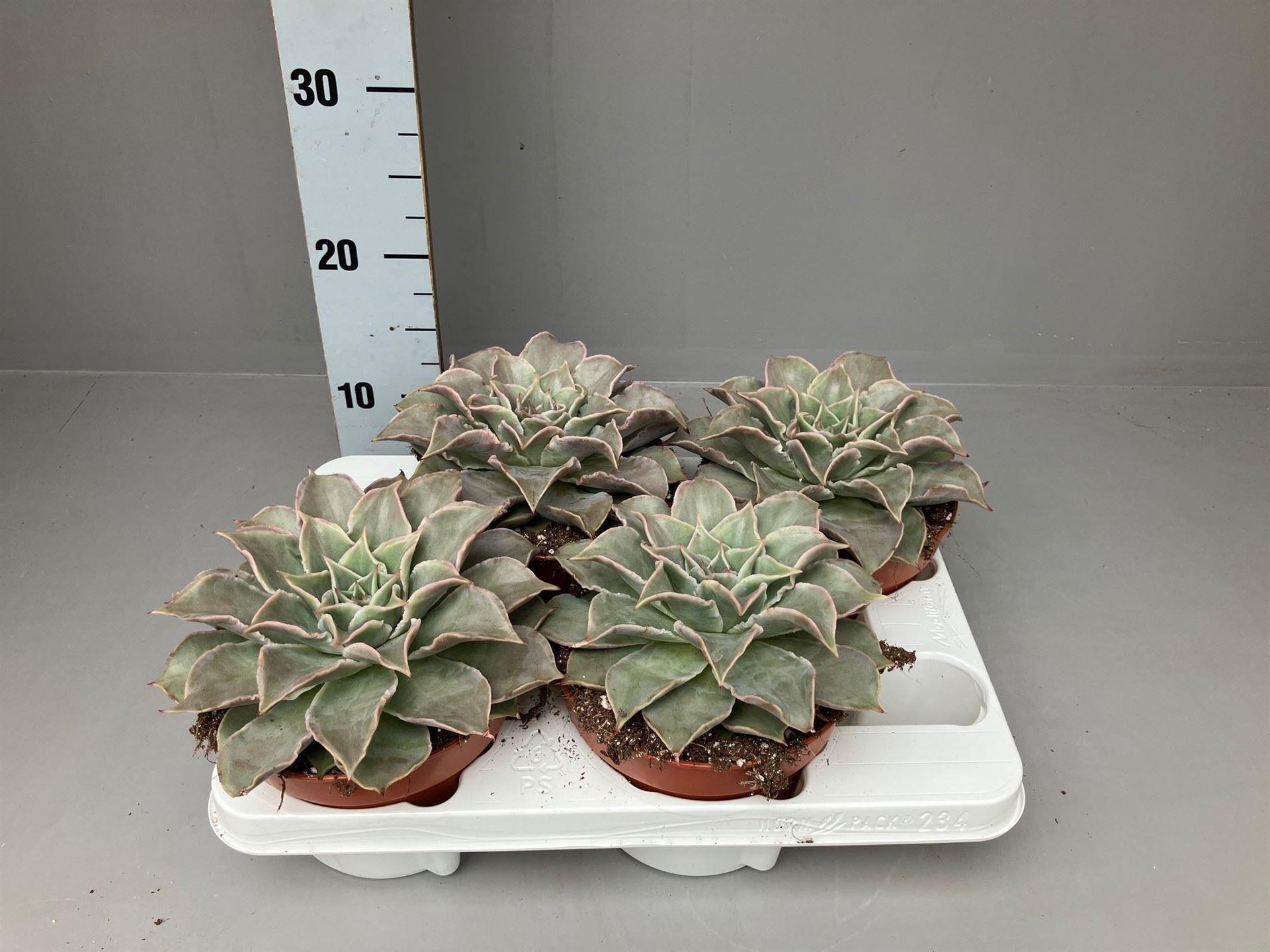 Горшечные цветы и растения оптом Echeveria   ... от 4шт из Голландии с доставкой по России