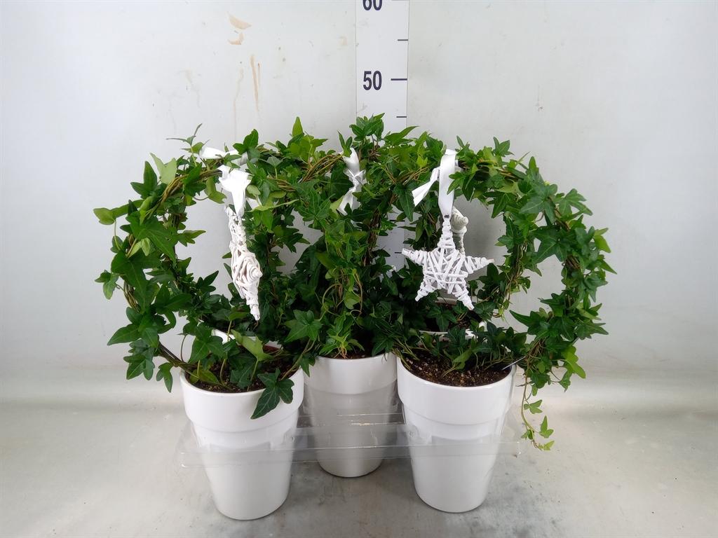 Горшечные цветы и растения оптом Hedera   ...green Leafed от 5шт из Голландии с доставкой по России