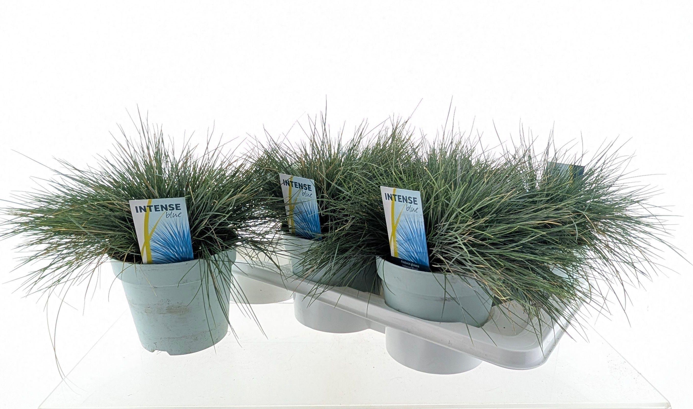 Горшечные цветы и растения оптом Fest Gl Intense Blue от 6шт из Голландии с доставкой по России