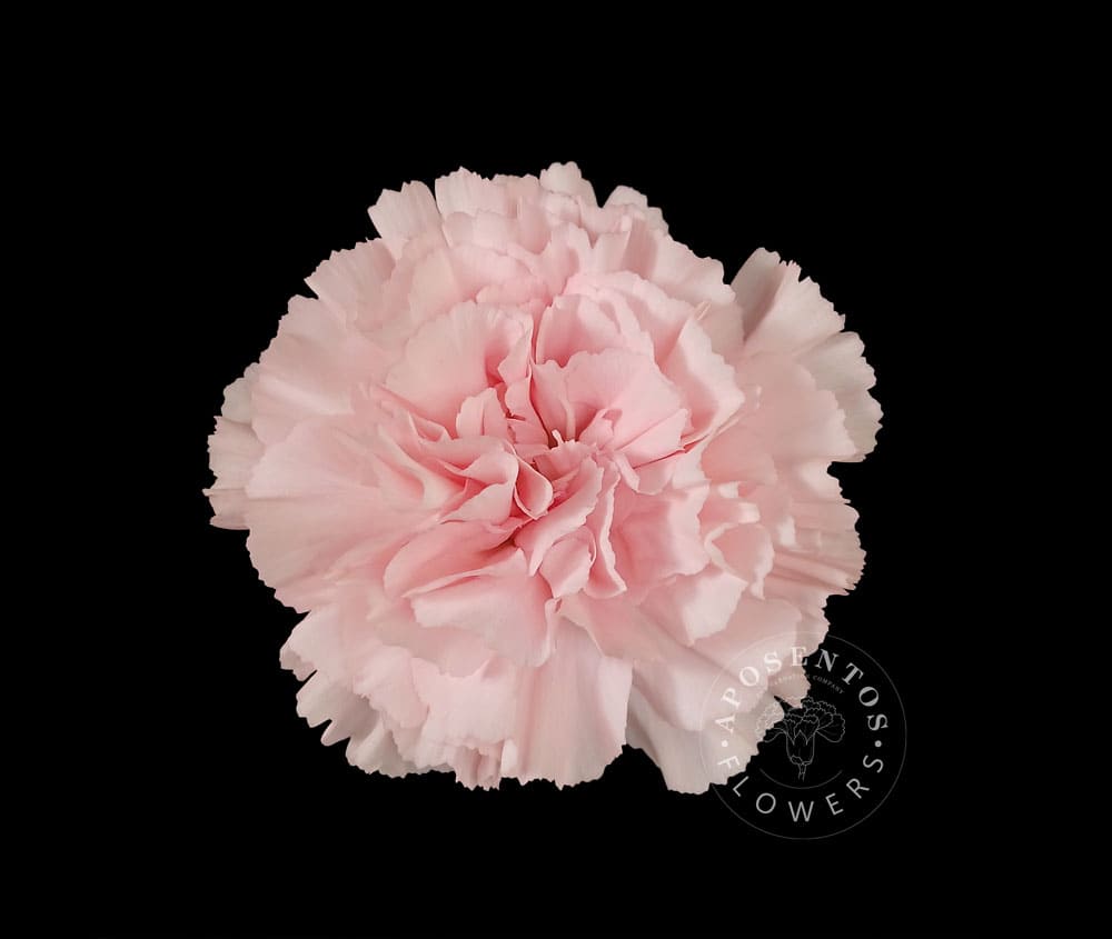 Срезанные цветы оптом Dianthus st jodie от 400шт из Голландии с доставкой по России