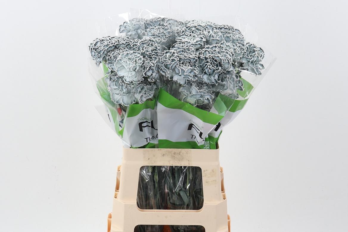 Срезанные цветы оптом Dianthus st paint grey от 80шт из Голландии с доставкой по России