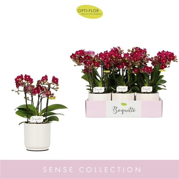 Горшечные цветы и растения оптом Phal 3/5st Boquetto Temptatione In White Lazio от 6шт из Голландии с доставкой по России