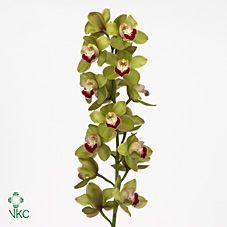 Срезанные цветы оптом Cymbidium green jade от 8шт. из Голландии с доставкой по России