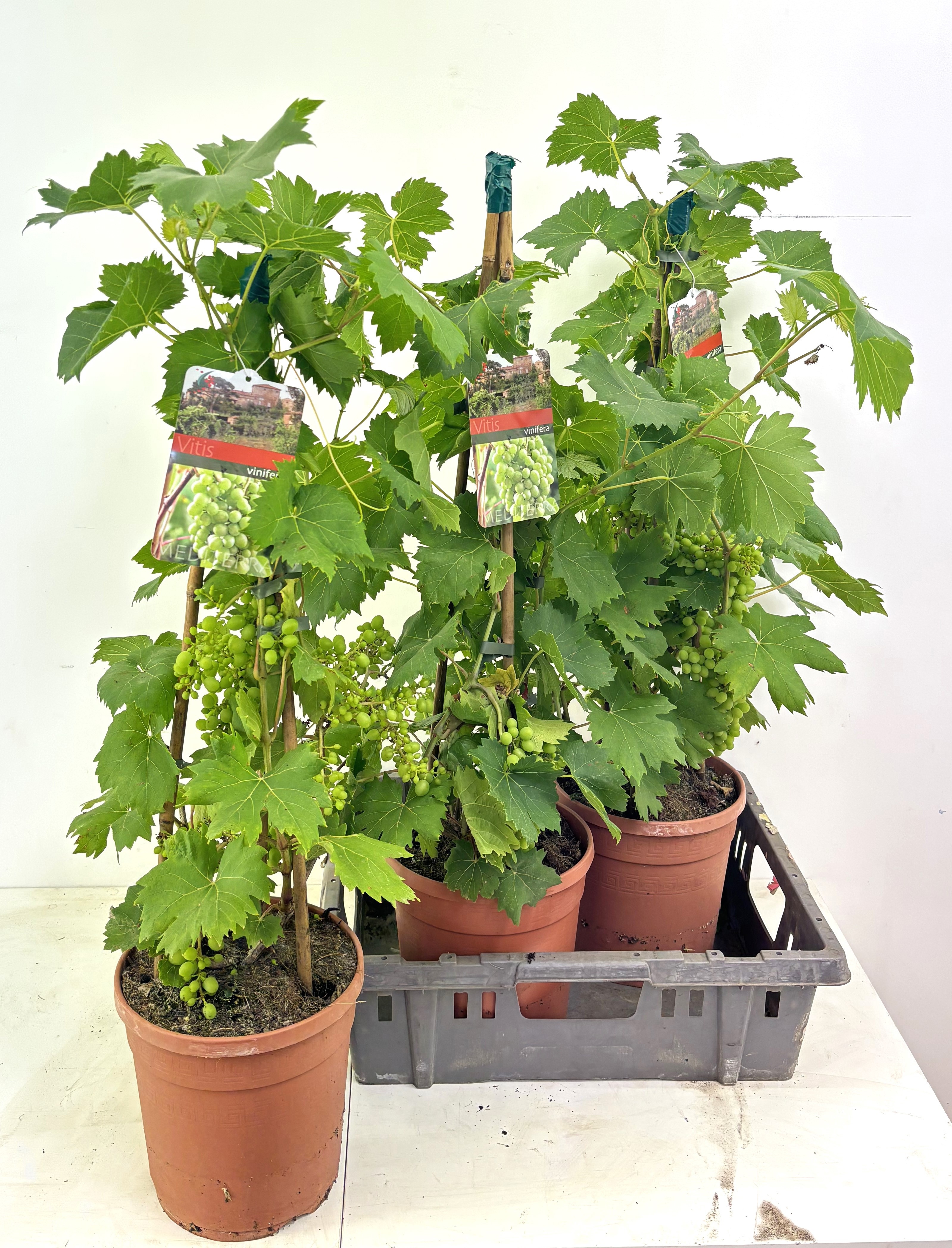 Горшечные цветы и растения оптом Vitis Vinifera от 3шт из Голландии с доставкой по России