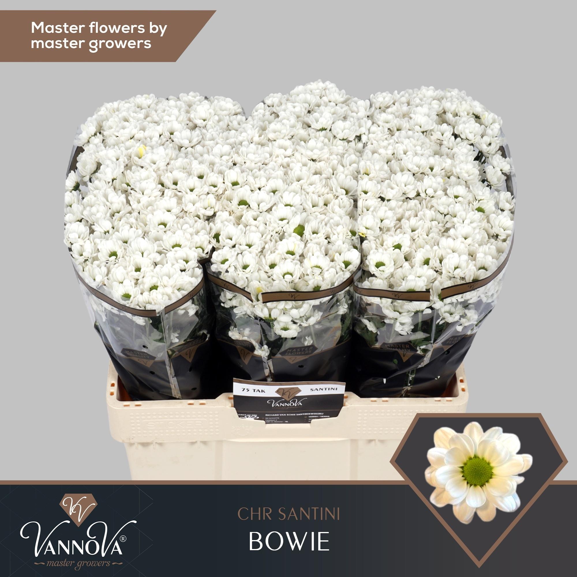 Срезанные цветы оптом Chrys sa bowie от 75шт из Голландии с доставкой по России