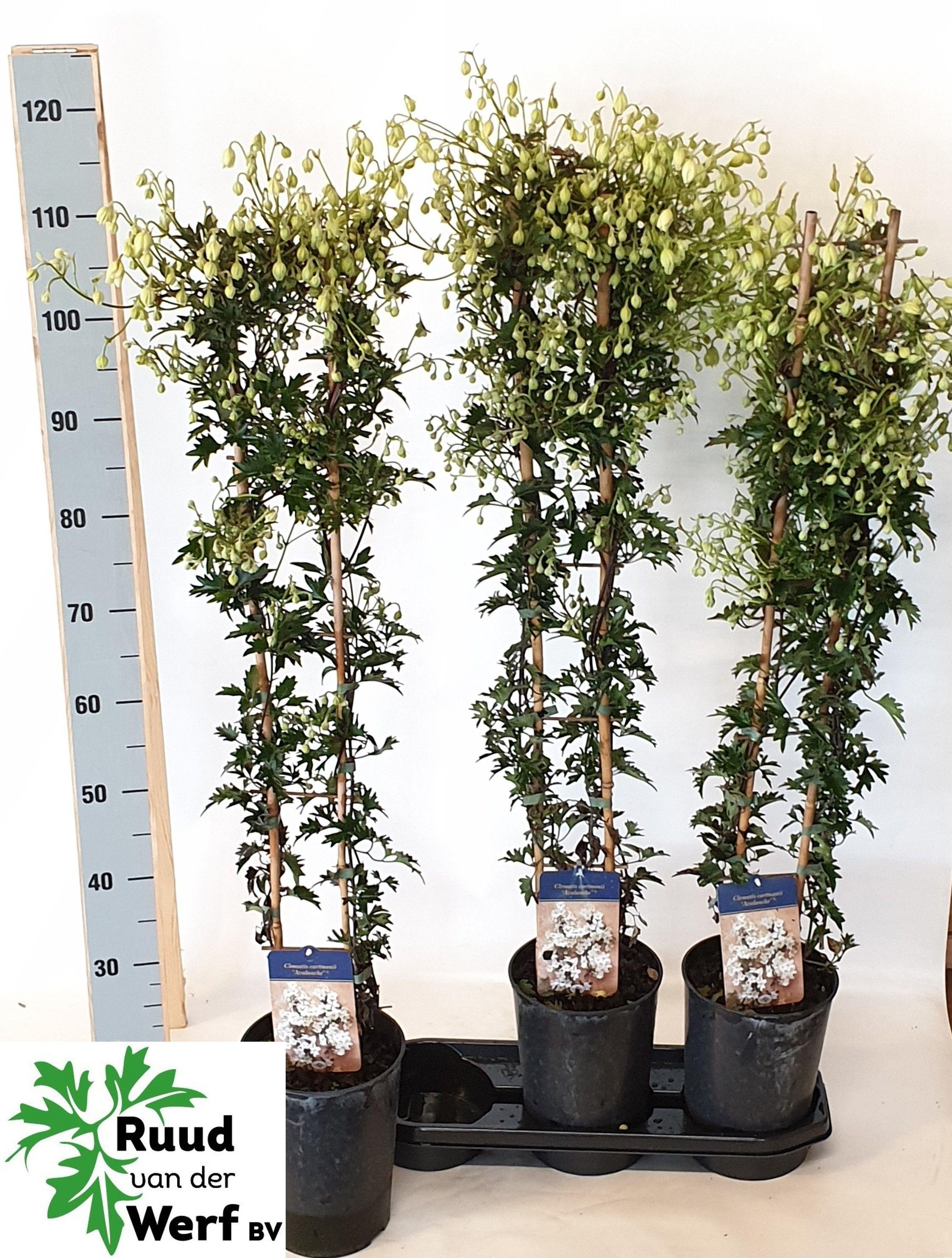 Горшечные цветы и растения оптом Clem Avalanche от 3шт из Голландии с доставкой по России