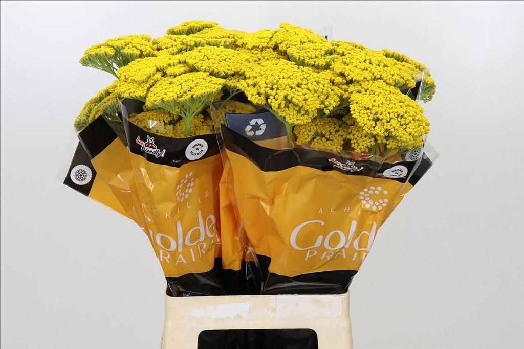 Срезанные цветы оптом Achillea golden prairie от 60шт из Голландии с доставкой по России