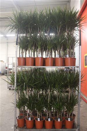 Горшечные цветы и растения оптом Dra Marginata 60-30-15 Cm от 1шт из Голландии с доставкой по России