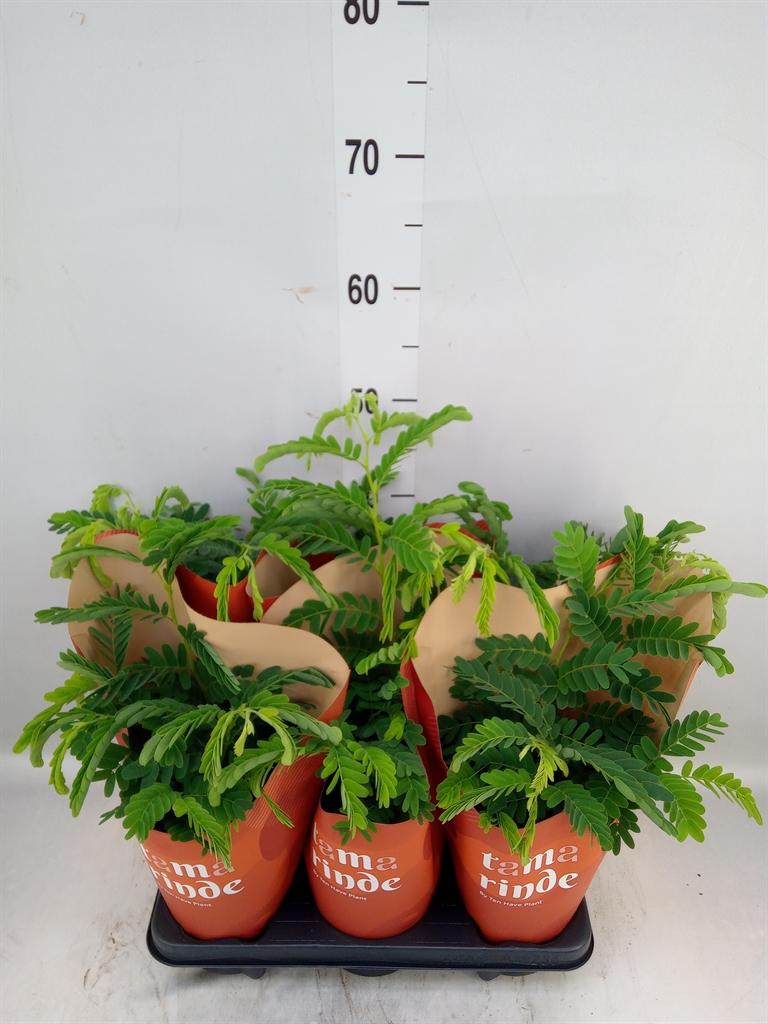 Горшечные цветы и растения оптом Tamarindus Indica от 6шт из Голландии с доставкой по России