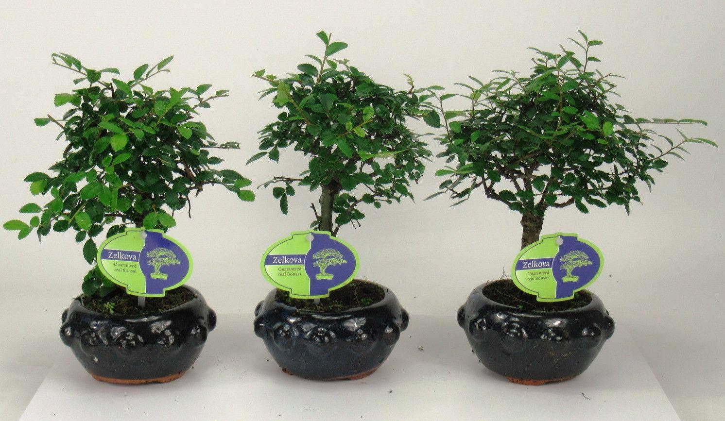 Горшечные цветы и растения оптом Bonsai Zelkova Parvifolia, 13cm., Broom, Without D от 10шт из Голландии с доставкой по России
