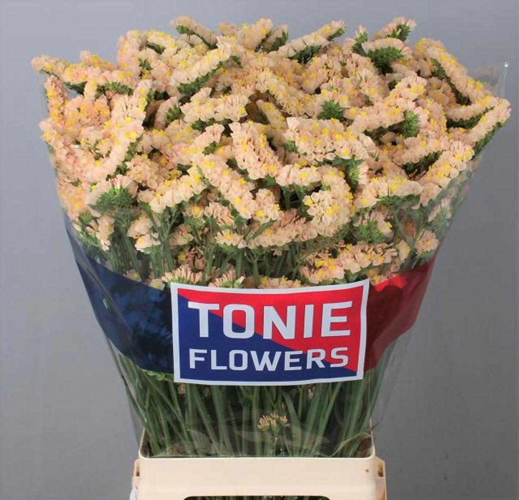 Срезанные цветы оптом Statice glowy sun birds от 25шт из Голландии с доставкой по России