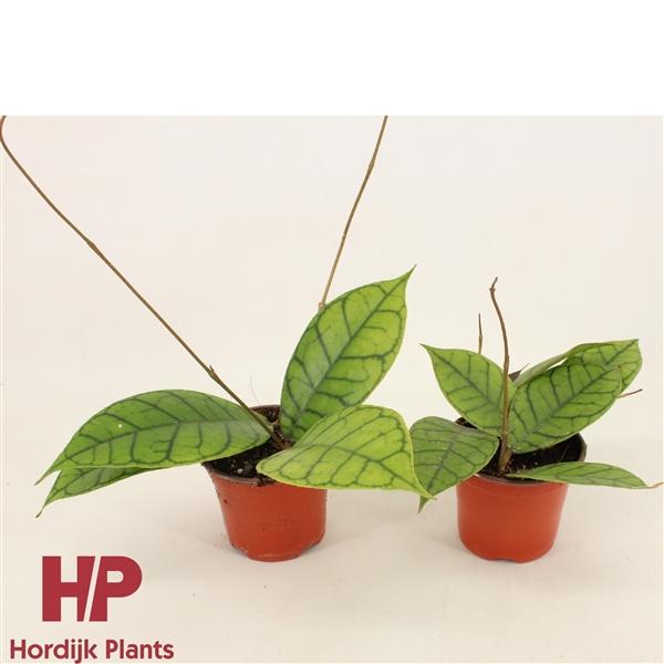 Горшечные цветы и растения оптом Hoya Callistophylla от 14шт (для телеги) из Голландии с доставкой по России