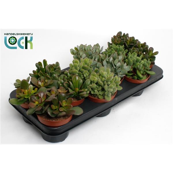 Горшечные цветы и растения оптом Crassula Mix от 9шт из Голландии с доставкой по России