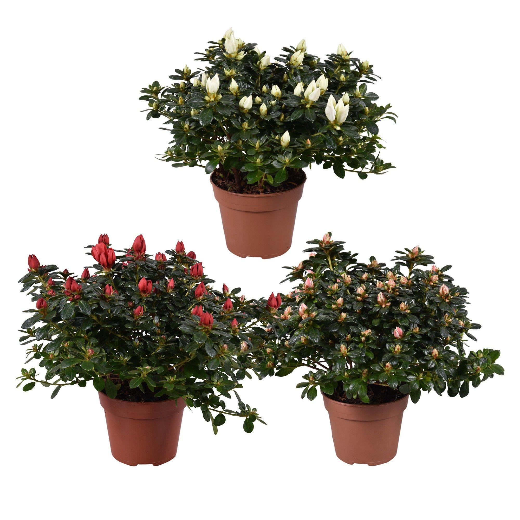 Горшечные цветы и растения оптом Azalea Mad Gerard Kint Mix от 6шт из Голландии с доставкой по России