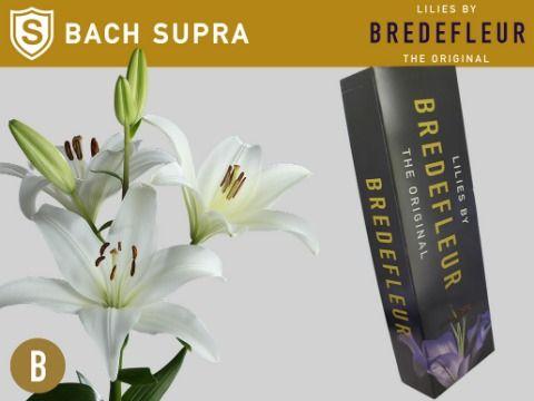 Срезанные цветы оптом Lilium la bach A от 50шт из Голландии с доставкой по России