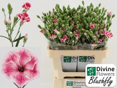 Срезанные цветы оптом Dianthus sp solandis blushfly от 60шт из Голландии с доставкой по России