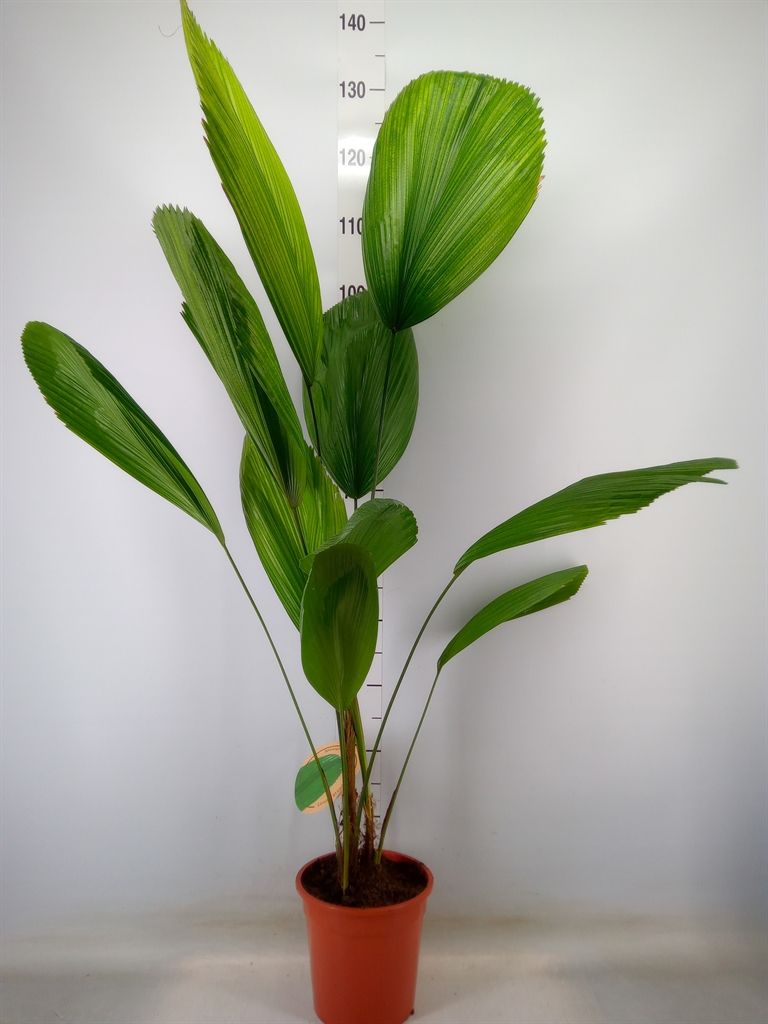 Горшечные цветы и растения оптом Licuala от 1шт из Голландии с доставкой по России