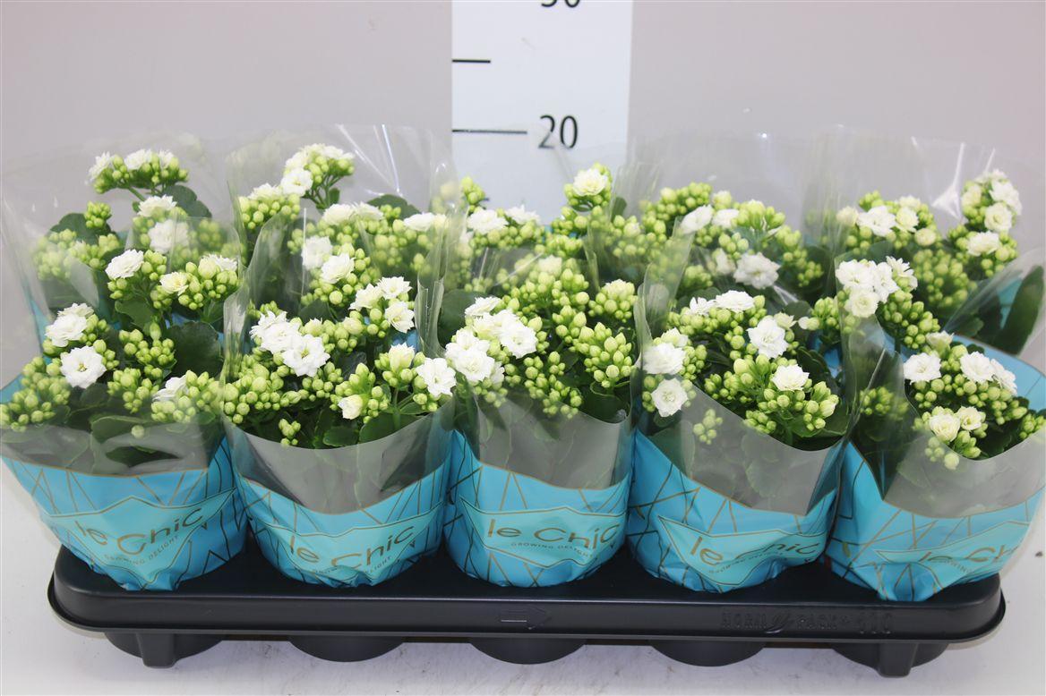 Горшечные цветы и растения оптом Kalanchoe Rosalina Wit Le Chic от 10шт из Голландии с доставкой по России