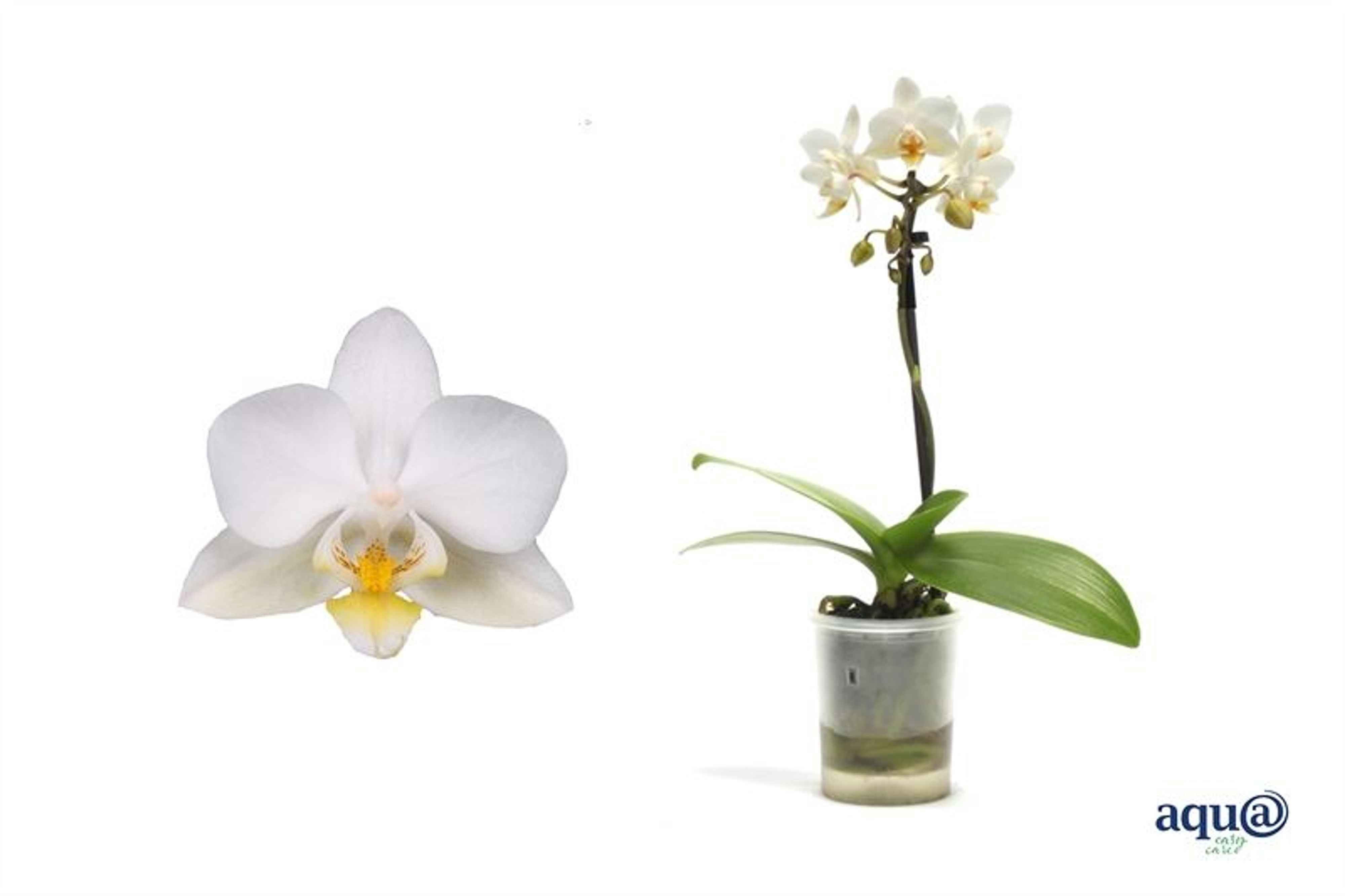 Горшечные цветы и растения оптом Phalaenopsis Mf. White от 8шт из Голландии с доставкой по России