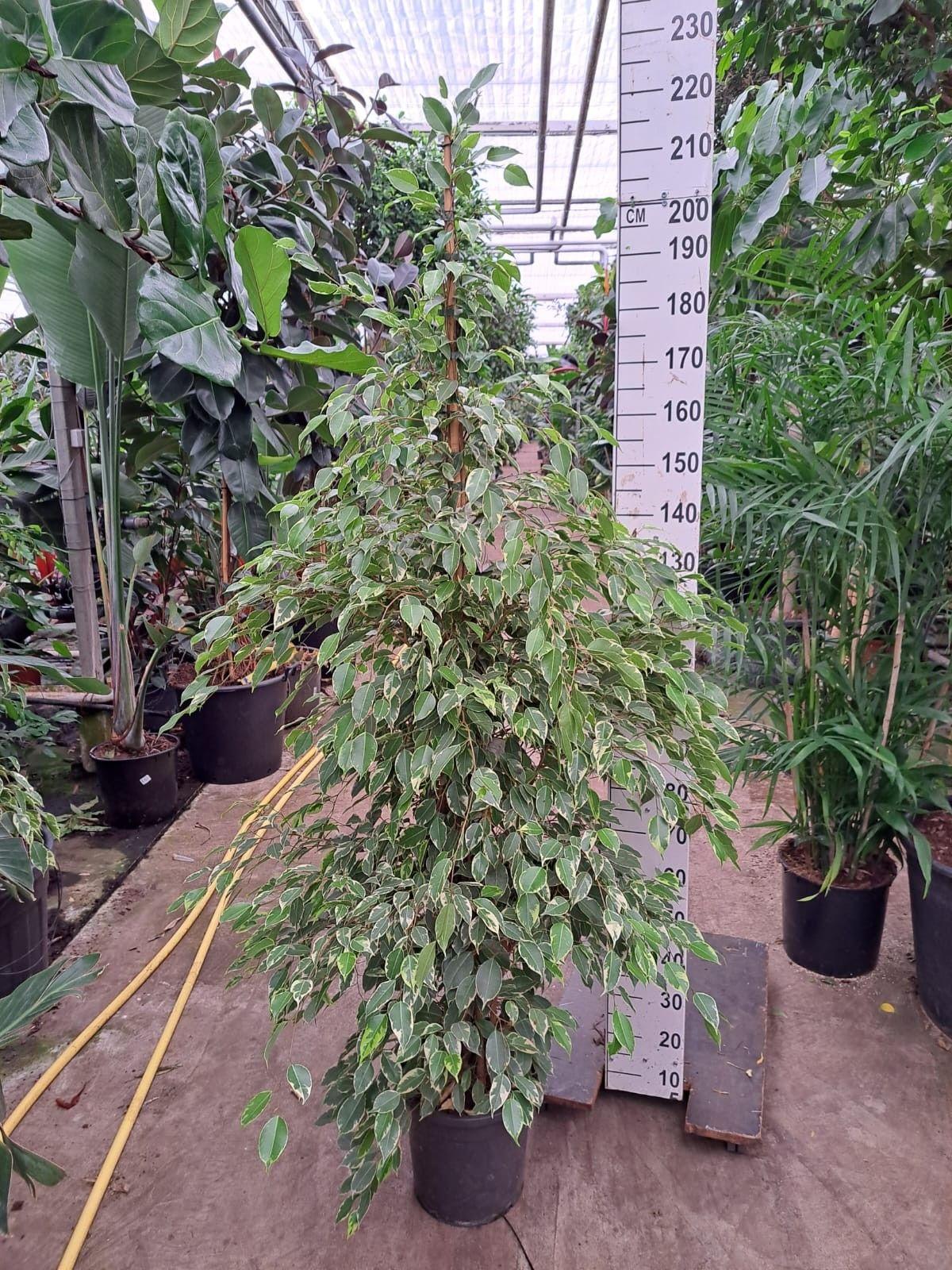 Горшечные цветы и растения оптом Ficus Be Golden King Piramide от 1шт из Голландии с доставкой по России