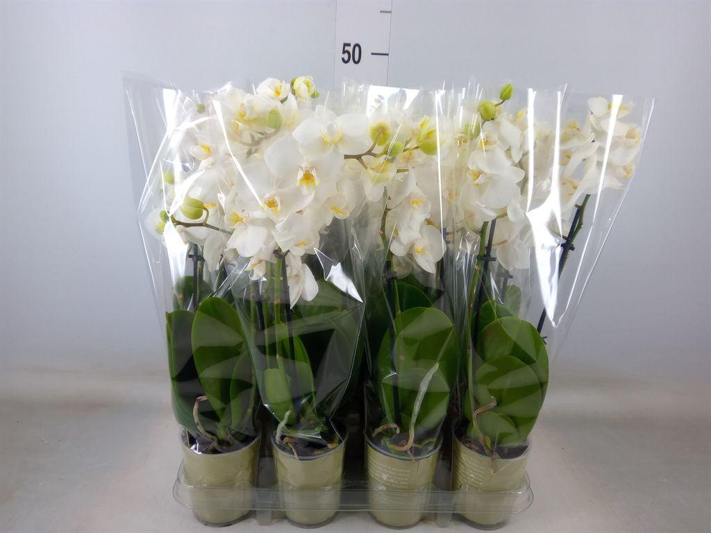 Горшечные цветы и растения оптом Phalaenopsis ...white от 12шт (для телеги) из Голландии с доставкой по России Горшечные цветы и растения оптом Phalaenopsis ...white от 12шт (для телеги) из Голландии с доставкой по России