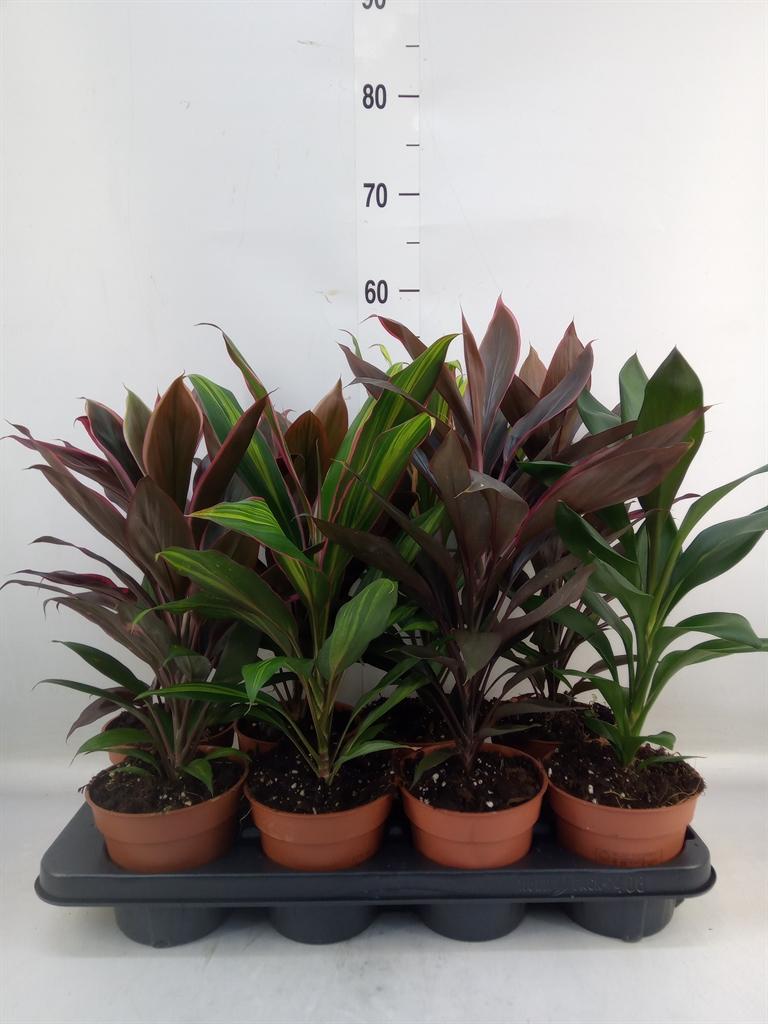 Горшечные цветы и растения оптом Cordyline   ...mix от 8шт' из Голландии с доставкой по России