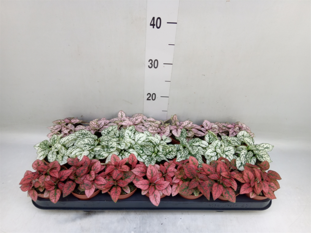 Горшечные цветы и растения оптом Hypoestes Phyllo.   ...mix от 21шт (для телеги) из Голландии с доставкой по России